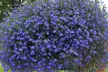 Set of Six Garden-Ready Trailing Lobelia Plants - Image 4