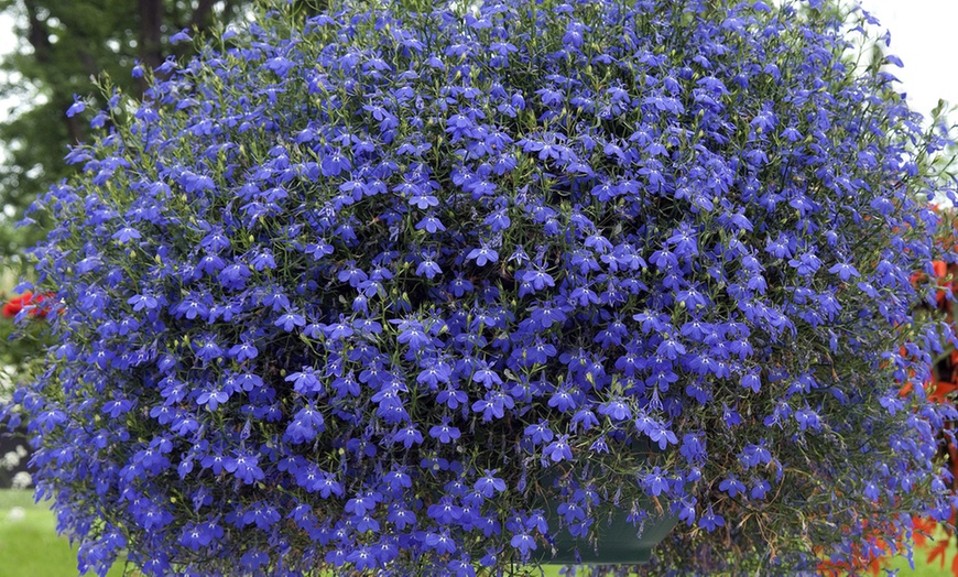 Image 4: Garden-Ready Trailing Lobelia