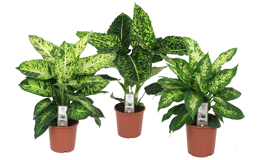 Image 8: Large Dieffenbachia Plant 