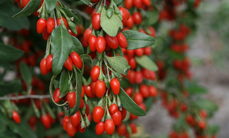 Image 5: Set de plantas de frutas