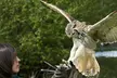 Falconry Experience for up to Two People | Soar Into Adventure with Three exhilarating Hours at Adventure 001 - Second Medium