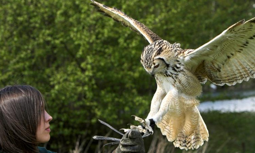 Image 6: Falconry Experience for up to Two People | Soar Into Adventure with Three exhilarating Hours at Adventure 001 