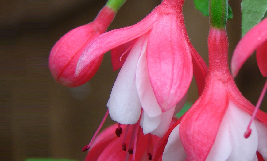 Image 3: Hardy Fuchsia Plants Collection.