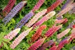 Mixed Lupin Russell Hybrid - 6, 12 or 24 Plants - Second Medium