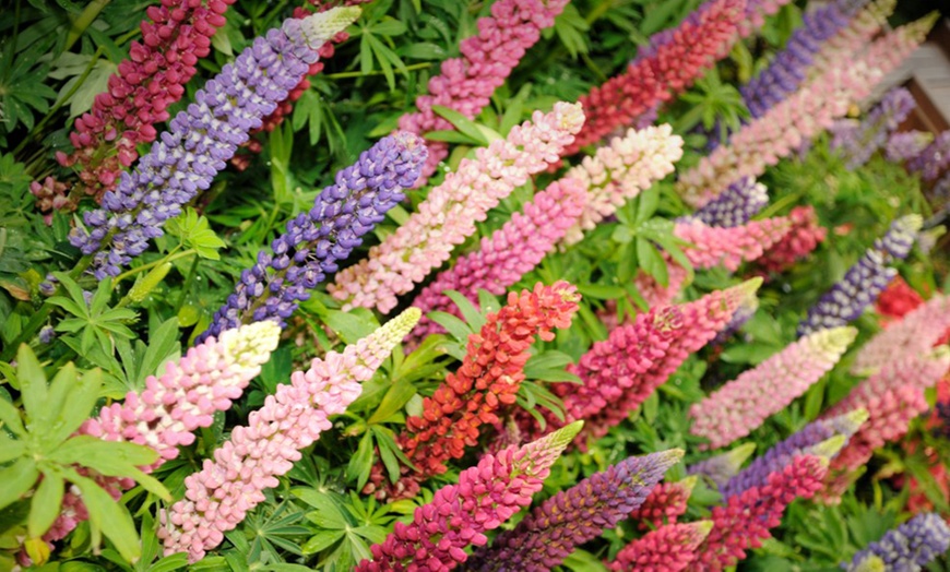 Image 5: Mixed Lupin Russell Hybrid - 6, 12 or 24 Plants