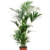 Image 7: 1 ou 2 palmiers Kentia d'intérieur
