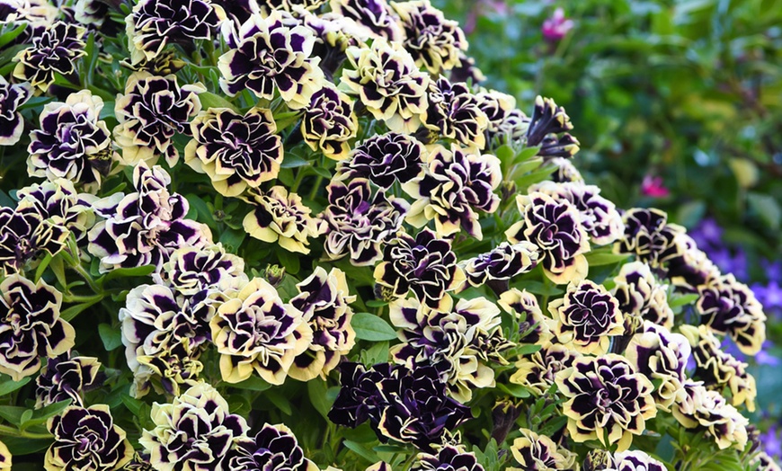 Image 2: 5 or 10 Petunia Mystical Midnight Gold Plants