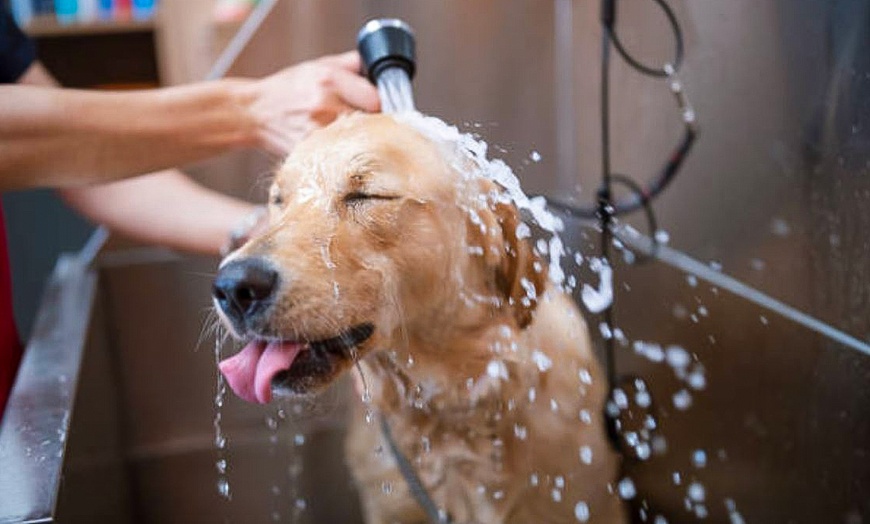 Image 10: Baño completo de perro pequeño, mediano o grande, corte de uñas y más