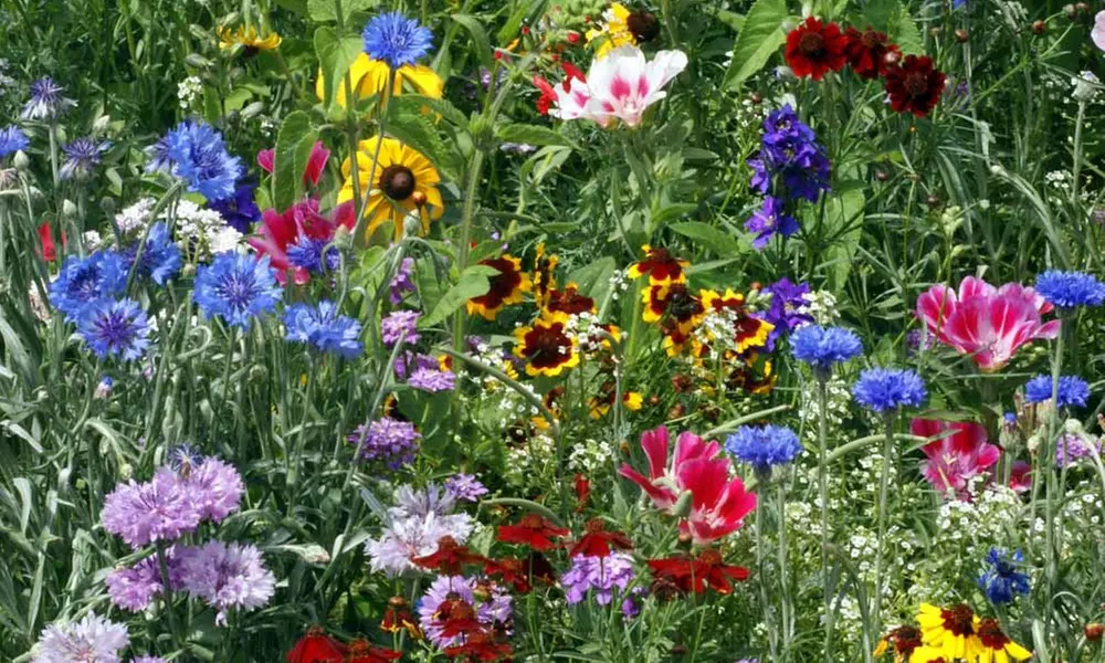 Border Flowering Garden Seed Mats - Second Medium