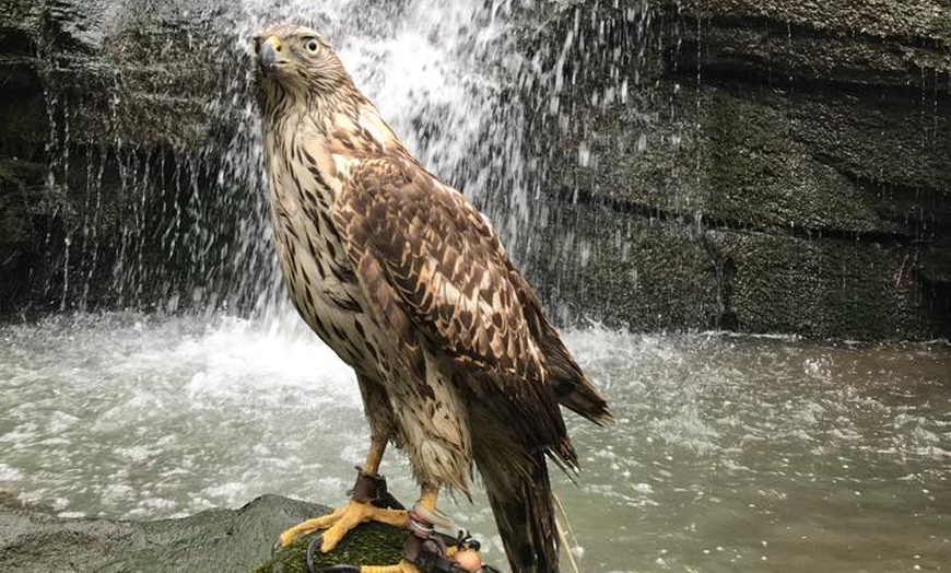 Image 1: Group Bird of Prey Handling