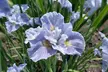 Peacock Butterfly Iris Sibirica Collection - Artistic Hardy Perennials - Second Medium