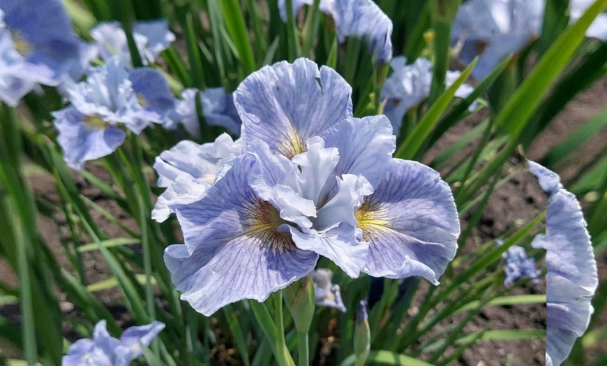 Image 3: Peacock Butterfly Iris Sibirica Collection - Artistic Hardy Perennials