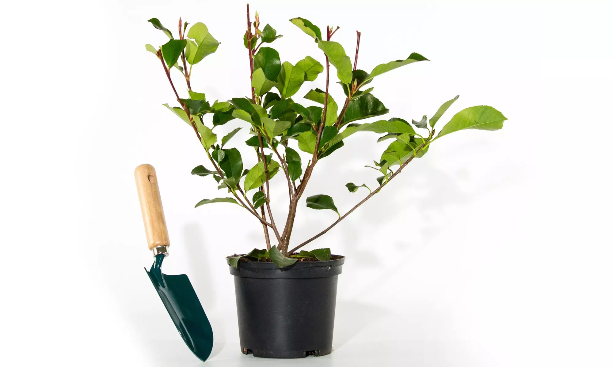 Lot de 2 ou 4 Photinia Red Robin - Second Medium