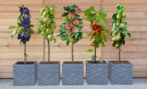 Dwarf Patio Fruit Tree Collection – 3 or 5 Potted Plants