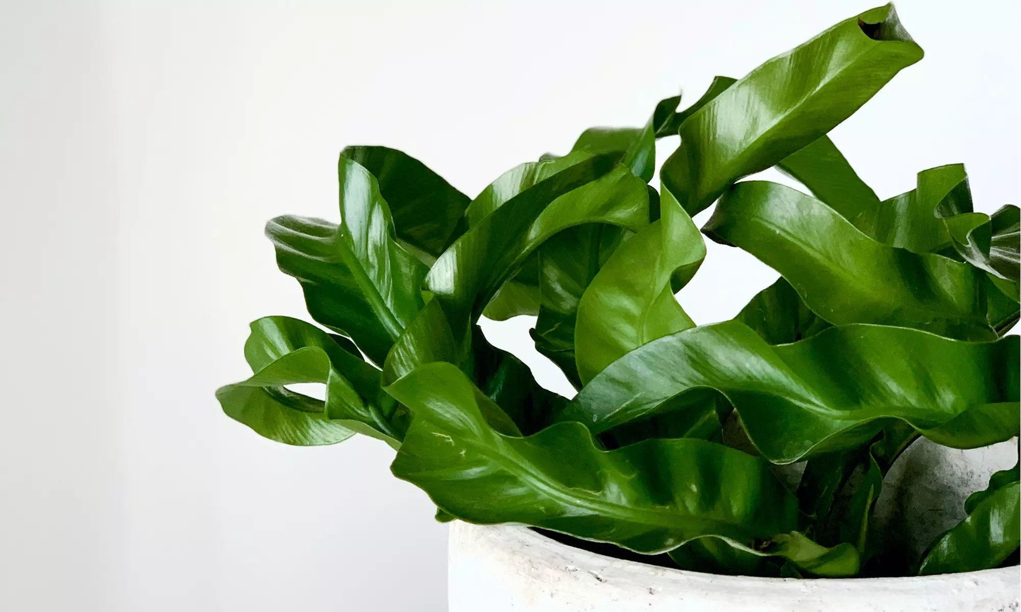 Collection exclusive de 5 plantes d'intérieur