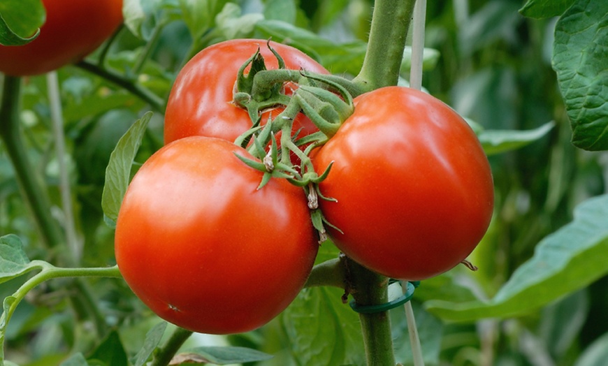 Tomato Rocket Planting Kit | Groupon Goods