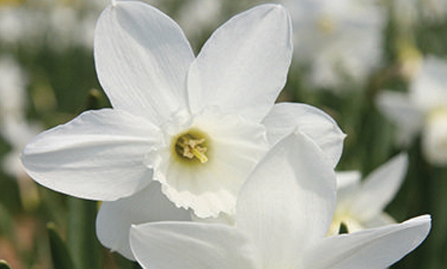 Image 2: 60 or 120 Narcissus Daffodil Dwarf Collection Bulbs