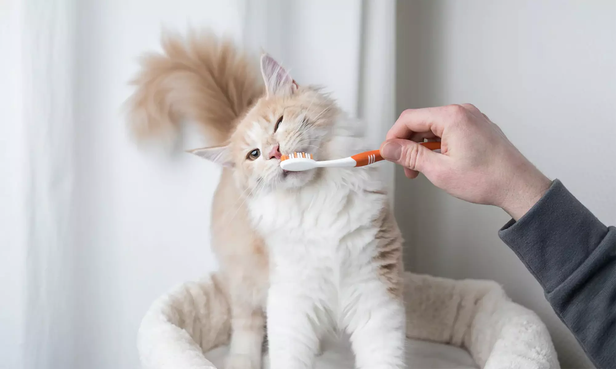 ¡Aprende sobre el cuidado de gatos con International Open Academy! Hasta 92% de descuento - Primary Image