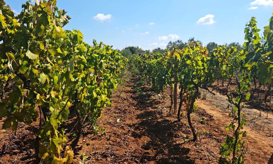 Image 8: Degustazione vini con visita a cantina e vigneti da Soloperto Vini