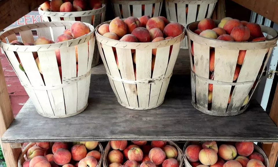 Admission for Two or Four with Donuts to Just Peachy Fest at Terhune Orchards on August 3 or 4 (Up to 42% Off) - Primary Image