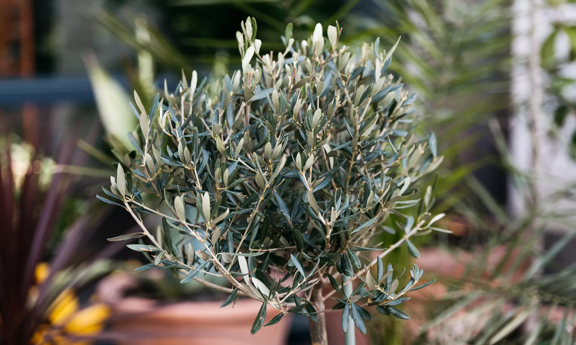 1x oder 2x winterharter Olivenbaum