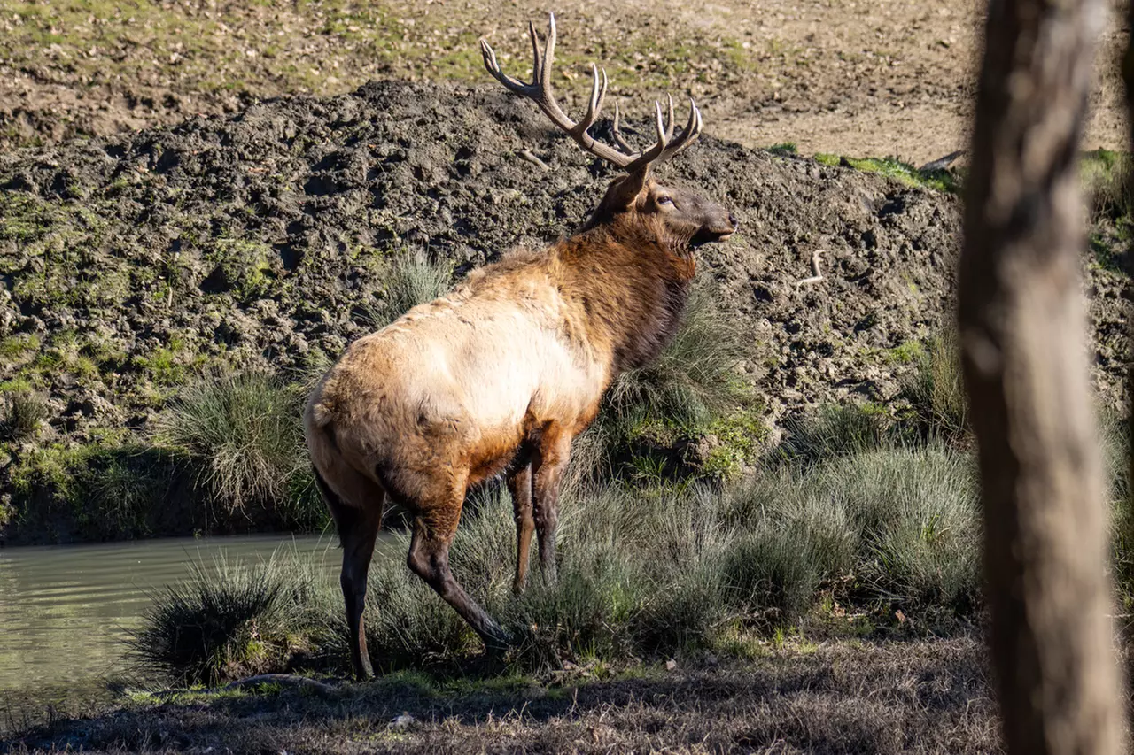 Wildlife Safari Drive Thru Discount Tickets & Deals