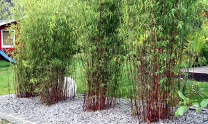 Red Bamboo