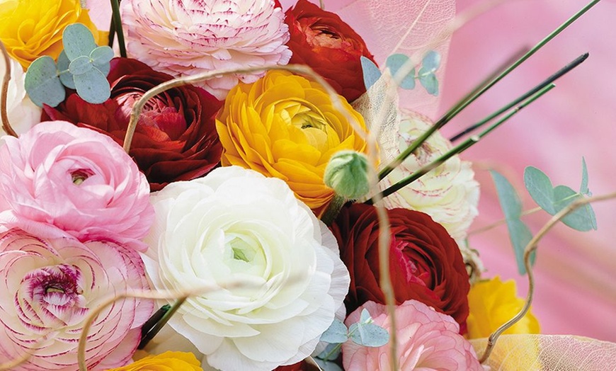 Image 3: Ranunculus Colour Mix - 50 Bulbs