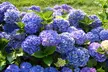 Lot de 3 ou 6 plants de Hydrangea Macrophylla, coloris au choix - Second Medium