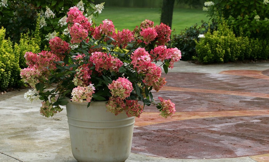 Image 4: Plant Hydrangea 'Wim's Red' XXL