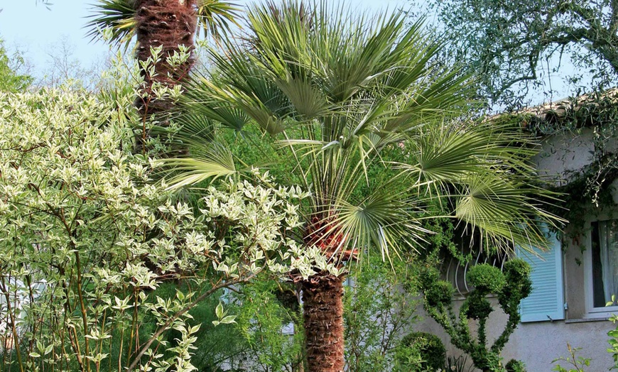 Image 2: Ensemble de 3 palmiers de jardin