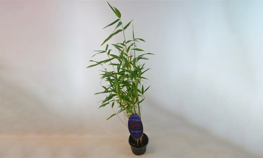 Image 6: Clumping Blue Bamboo Plant