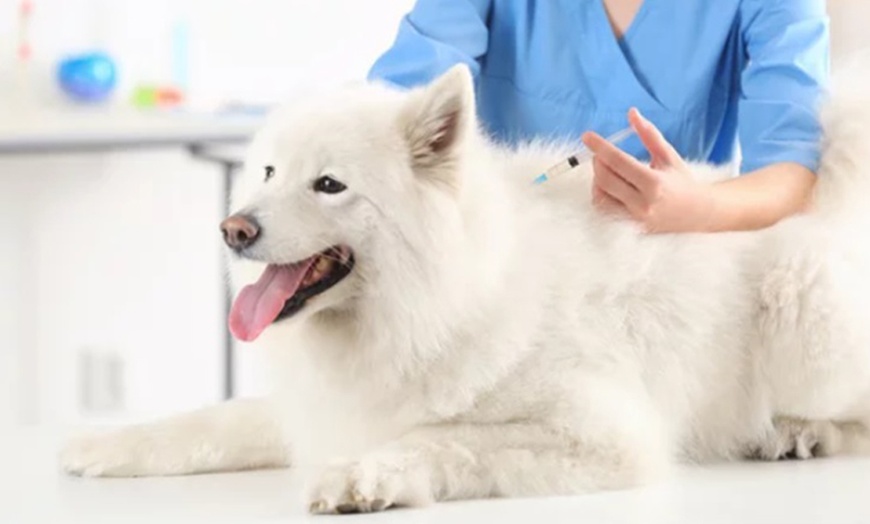 Image 1: Vacunas para perros o gatos con Centro Veterinario Mukay Vallecas