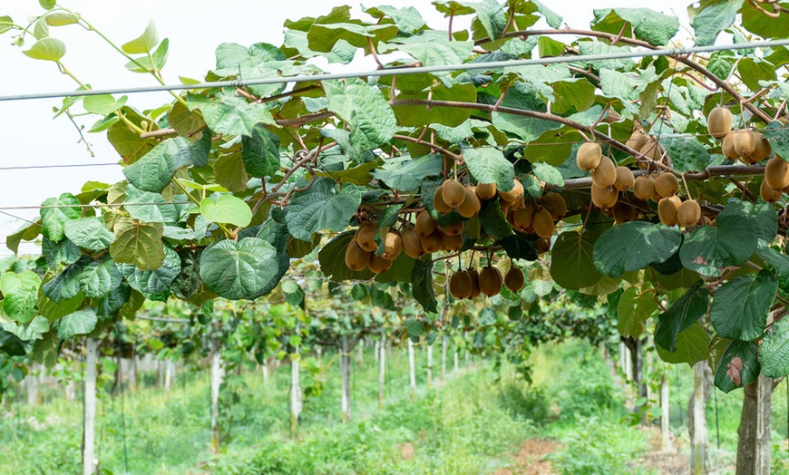 Image 5: One, Two or Three Self-Fertile Kiwi Jenny Plants