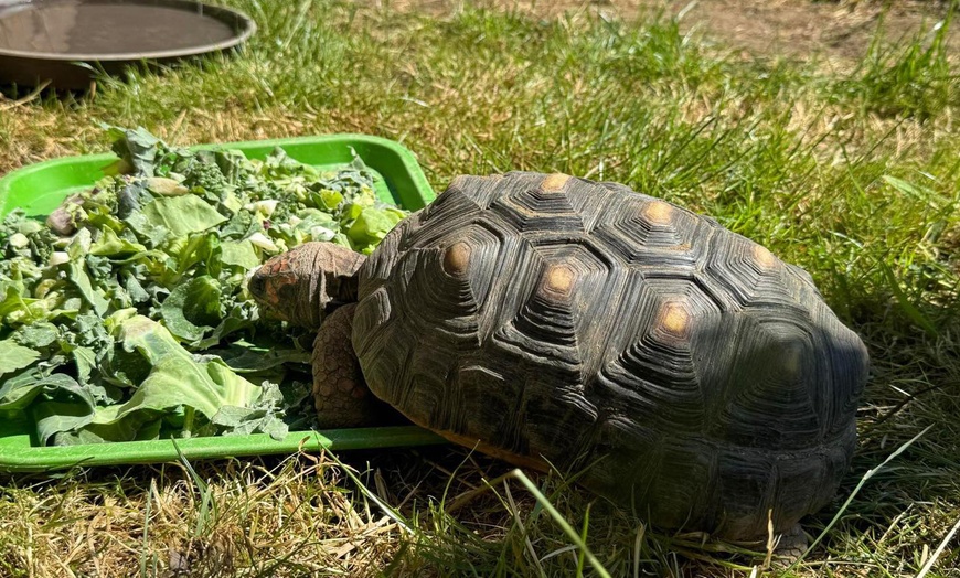 Image 9: Wildlife & Meadow Park Fun – Tickets for 2, 3, 4 or 6