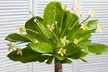1x oder 2x Vulkanpalme (Brighamia insignis), inkl. Versand - Second Medium