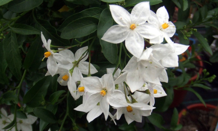 Image 4: Nachtschade Solanum-planten