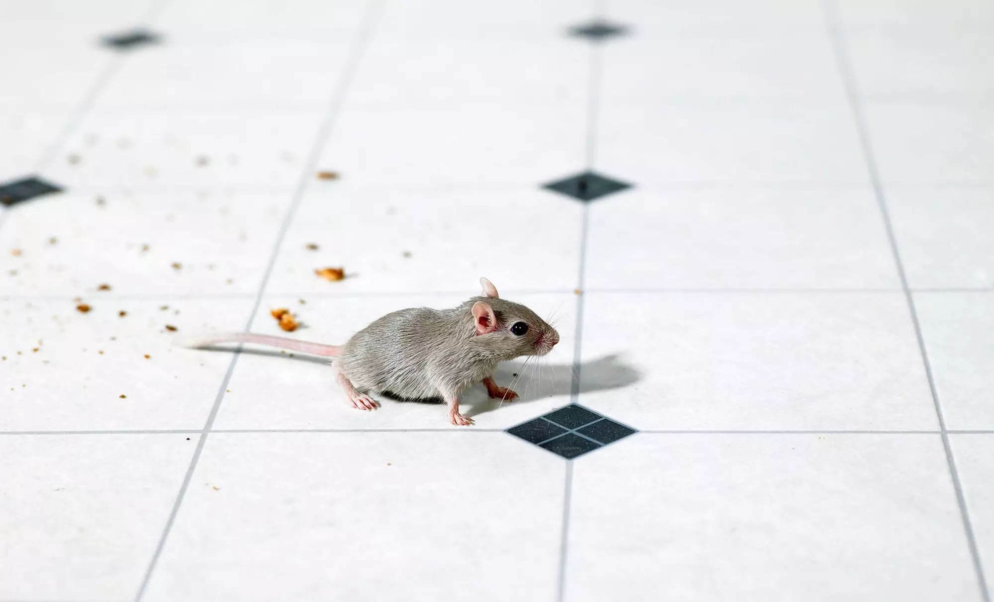 One-Week Rodent-Trapping Program and Entry-Point Inspection from Pannells pest services (45% Off) - Primary Image
