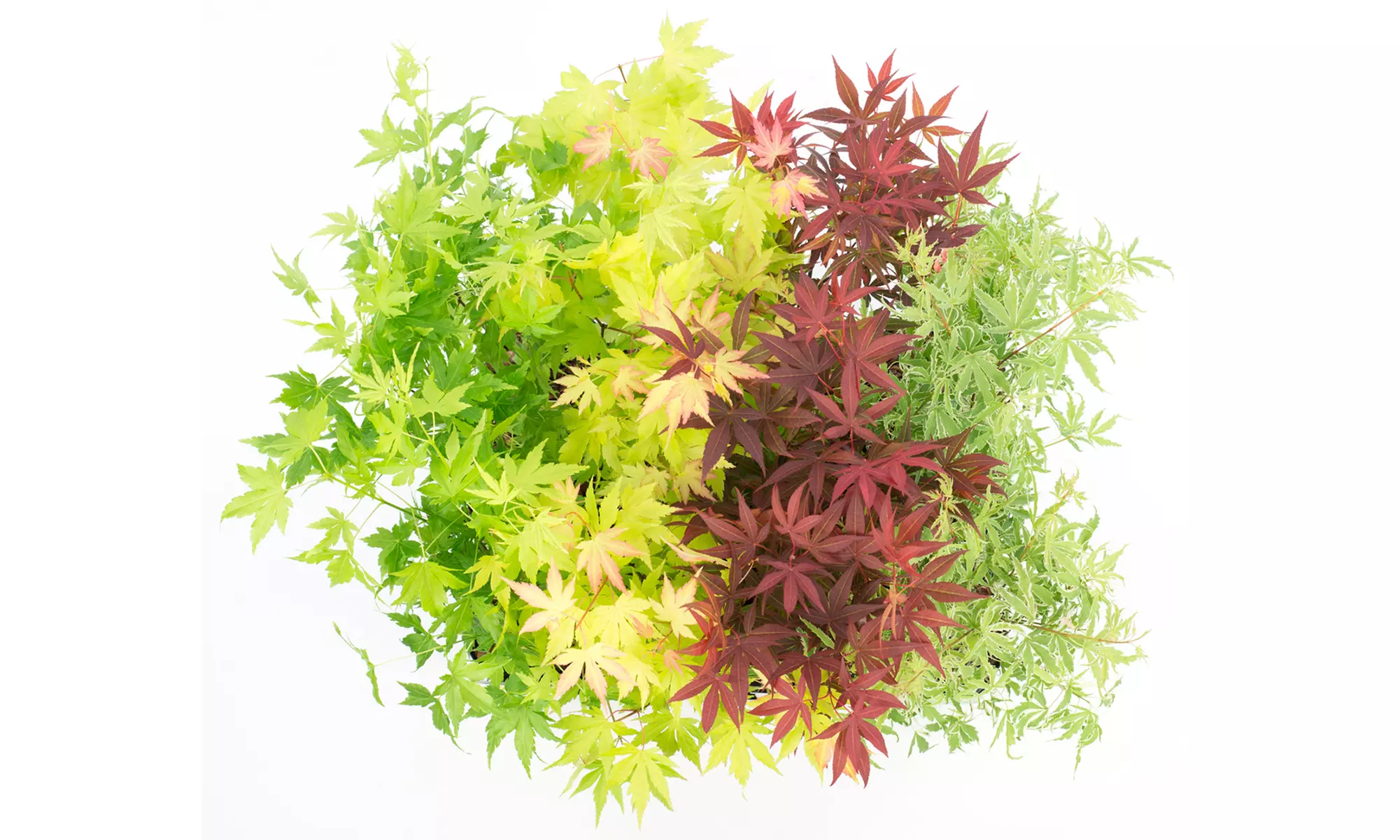 Set van 4 Japanse esdoorns 'Acer Palmatum'