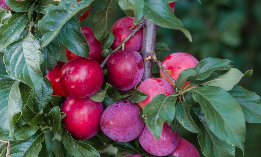 Image 7: Ensemble de 3 arbres fruitiers