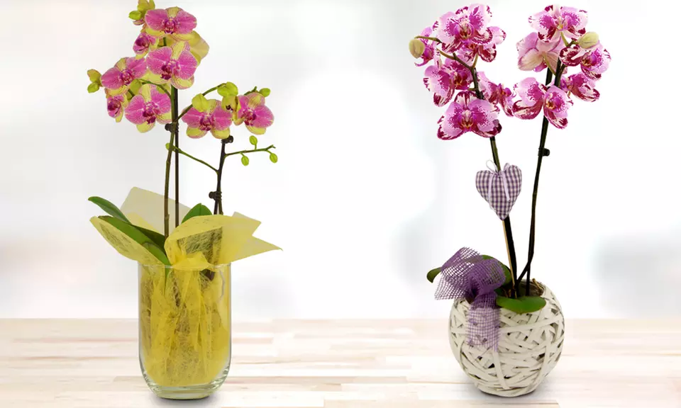 Wertgutschein Blumen & Pflanzen