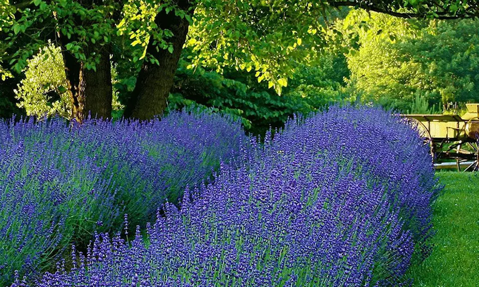 Baldur Garten 6 oder 8 Pflanzen Lavendel „Phenomenal“ - Primary Image