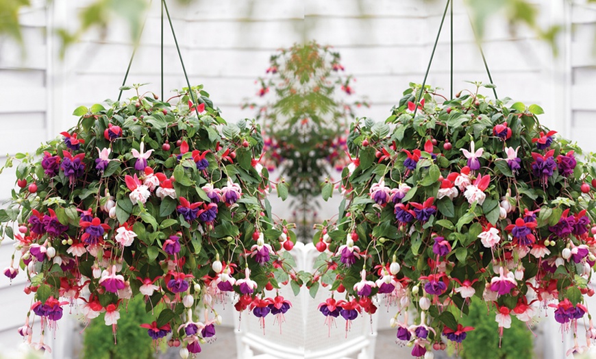 Image 1: Fuchsia Trailing Mix Hanging Basket 35cm