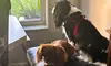 Puppy Passion Pet Services Offers Dog Sitting Boarding, Day Care, Drop In or House Sitting Options-Up to 28% Off
