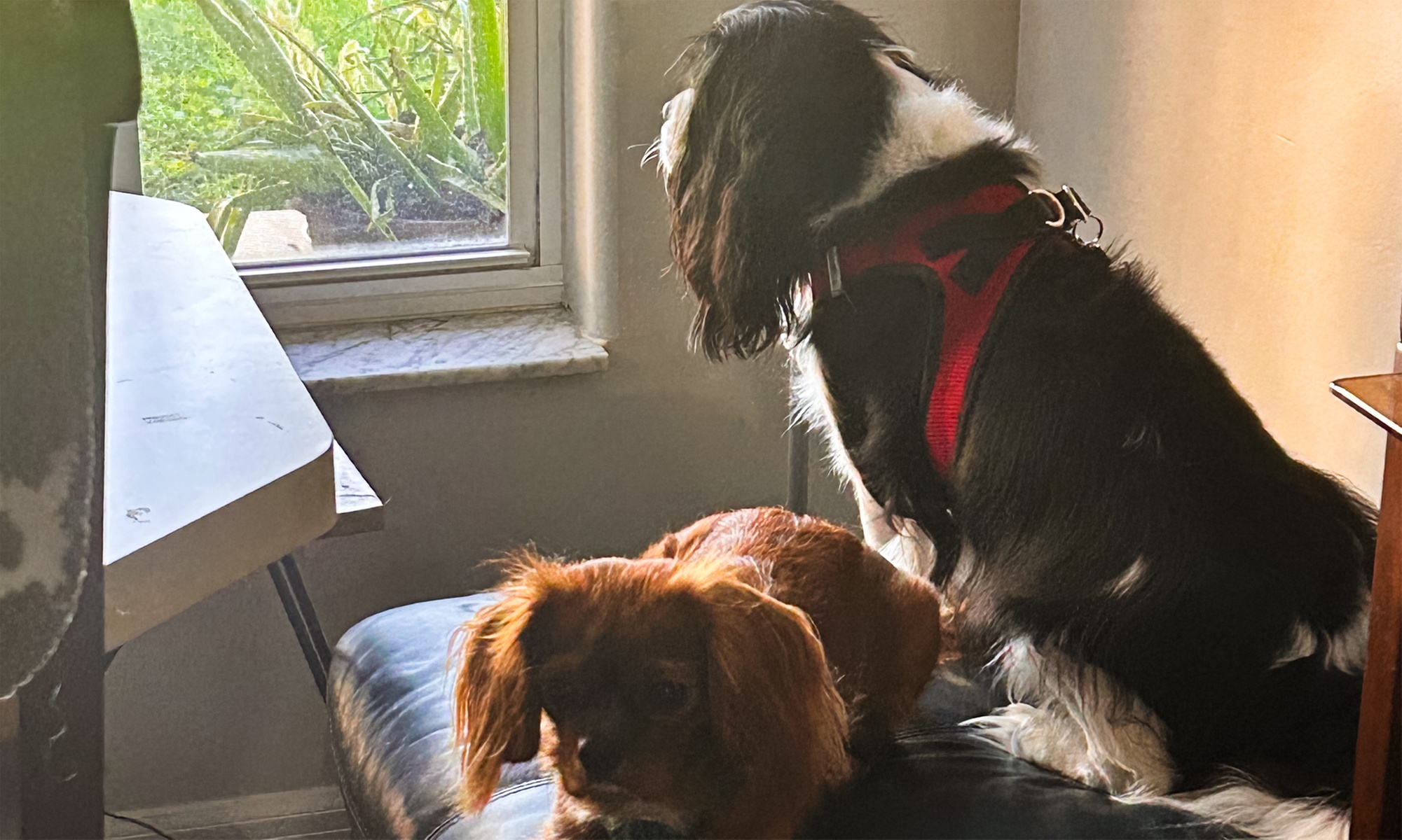Dog Sitting Boarding, Day Care, Drop In, or House Sitting Available