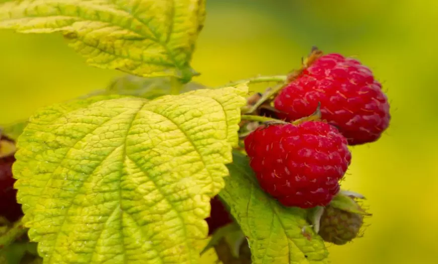 Image 3: Dwarf Patio Raspberry Plant