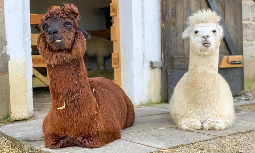 Image 13: Do 15% zniżki na Zoo/Park safari w Alpakowa Polana