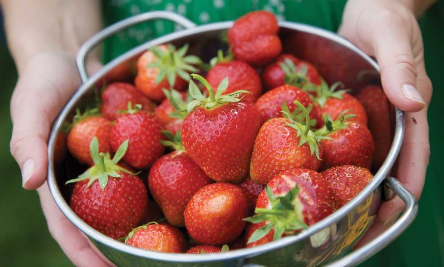 Image 4: Climbing Strawberry Skyline Plants