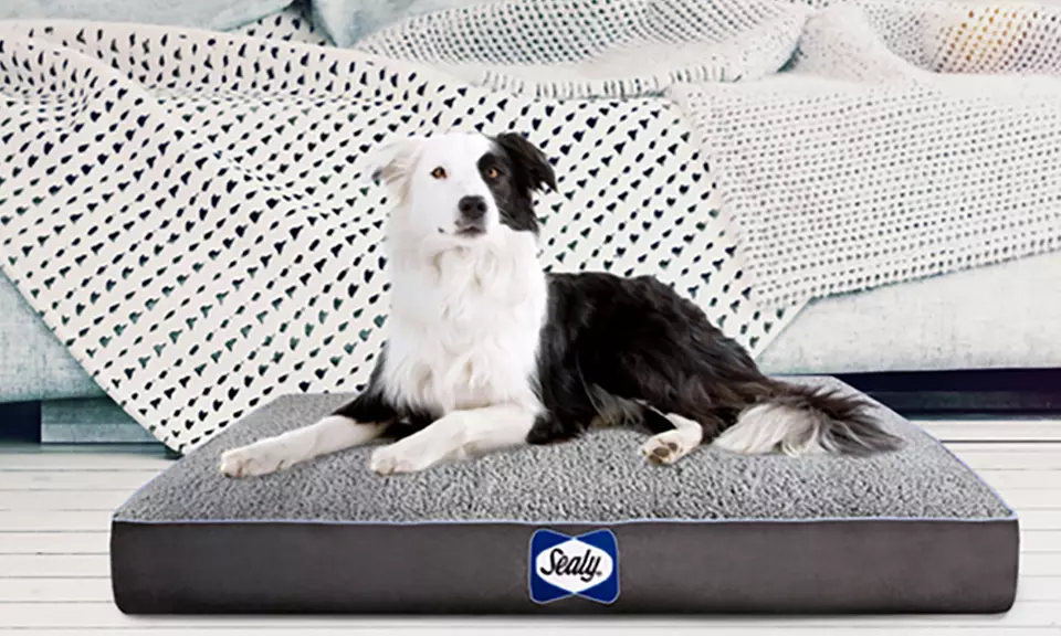 Sealy Orthopedic & Memory Foam Cooling Dog Bed. Multiple Options Available. - Primary Image