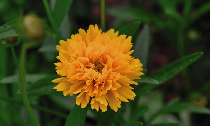 Image 3: One or Three Coreopsis Golden Joy Plants